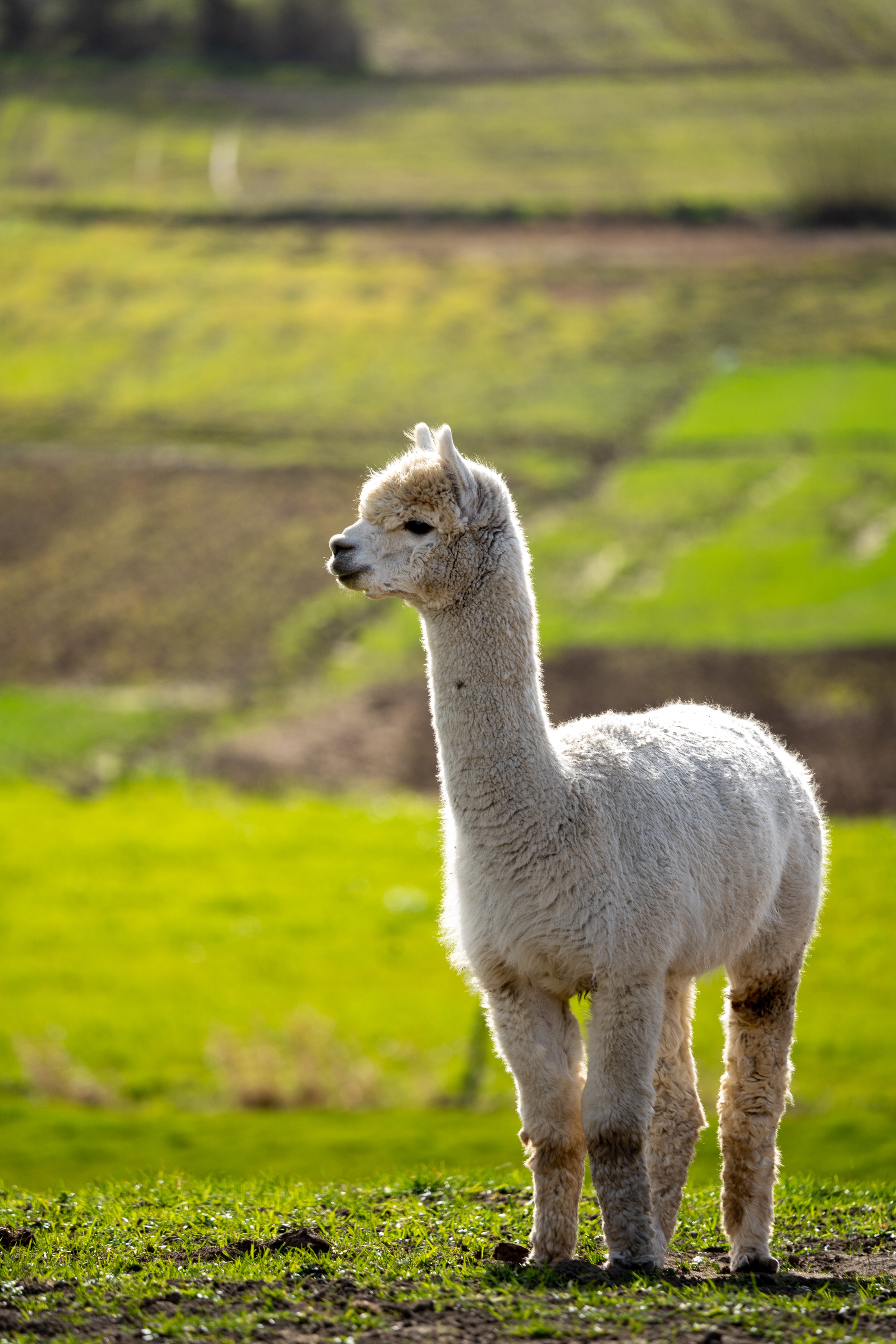 Llama 1