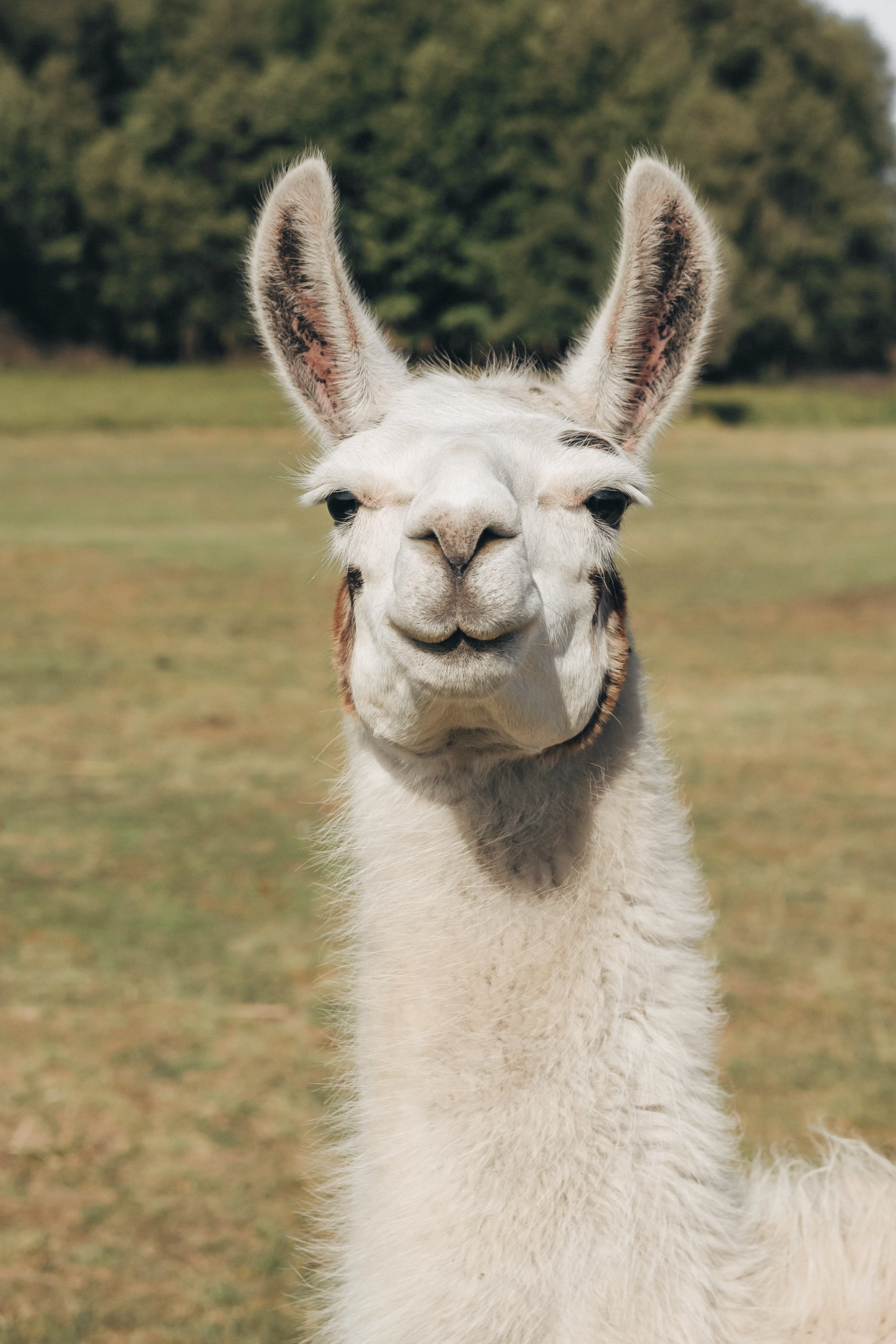 Llama 2