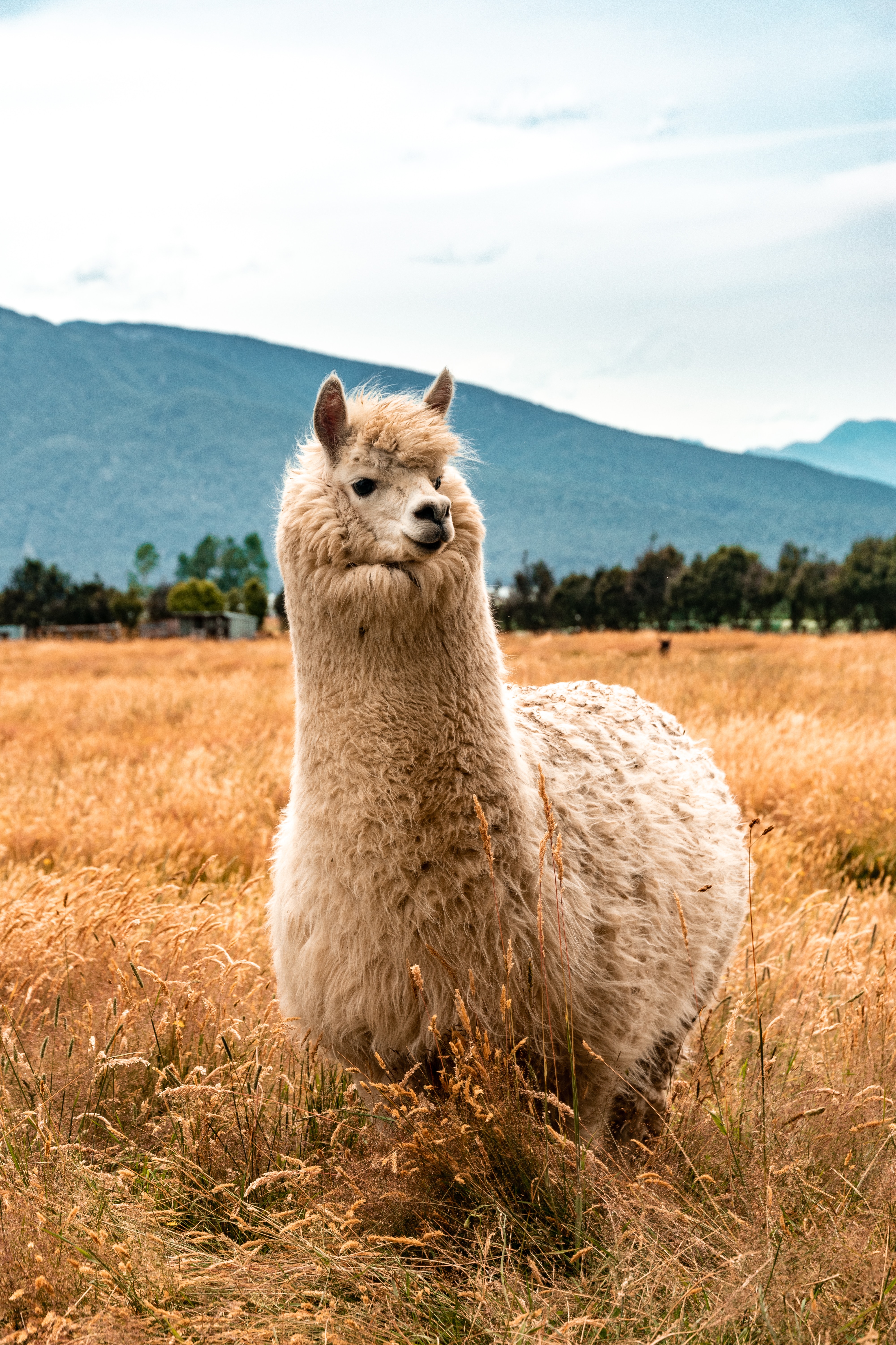 Llama 3